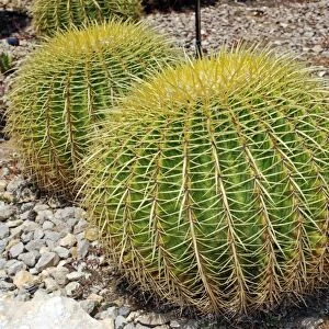 Golden barrel cacti