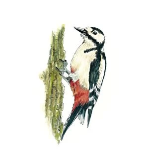 Great spotted woodpecker, artwork C016 / 3237