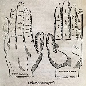 Hand anatomy, 16th century artwork