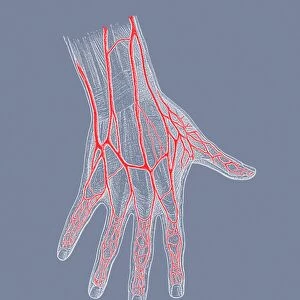 Hand veins