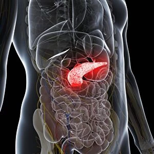 Healthy pancreas, artwork F006 / 8348