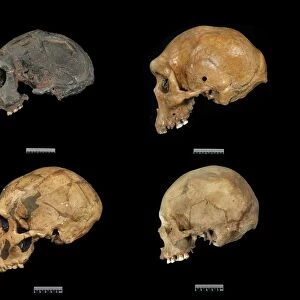 Homo sp. skulls C016 / 5933