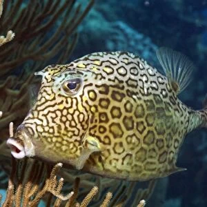C Collection: Cowfish