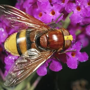Hymenoptera Collection: European Hornet
