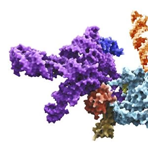 Human 80S ribosome F007 / 9898