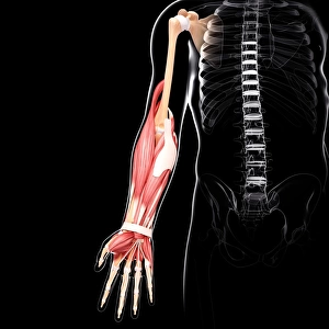 Human arm musculature, artwork F007 / 4115