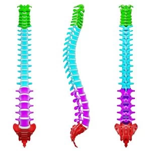 Human backbone, artwork F007 / 2410