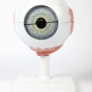 Human eye, anatomical model
