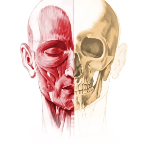 Human facial anatomy, artwork
