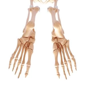 Human foot bones, artwork F007 / 1931