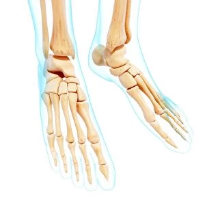 Human foot bones, artwork F007 / 2177
