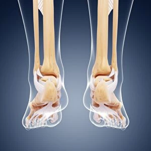 Human foot bones, artwork F007 / 3706