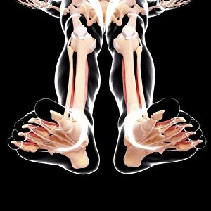 Human leg anatomy, artwork F007 / 1834