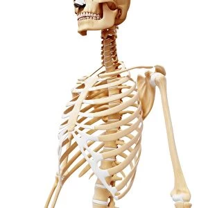 Human skeleton, artwork F007 / 1742