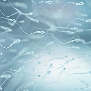 Human sperm, artwork F007 / 7676