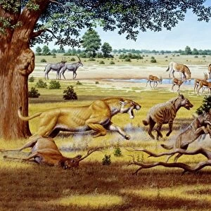 Hunting sabre-toothed cat