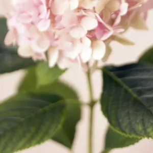 Hydrangea flowers (Hydrangea sp. )