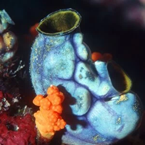 Ink-spot sea squirt
