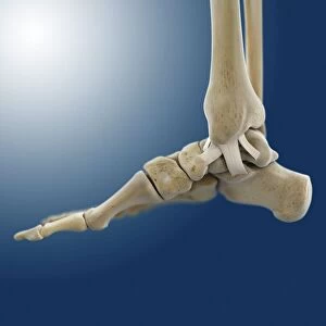 Inner ankle ligaments, artwork C013 / 4451