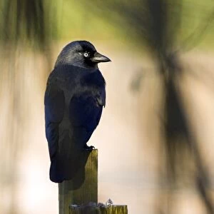 Jackdaw on a fence post
