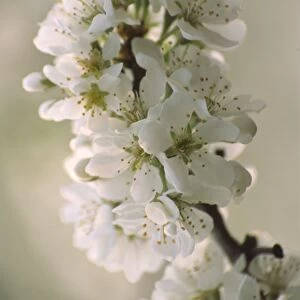Japanese plum (Prunus salicina Burbank )
