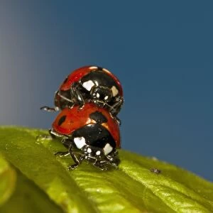 Ladybirds mating C016 / 4709