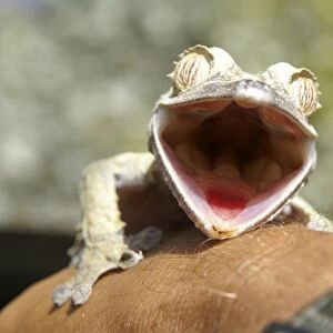 Leaf-tail Gecko