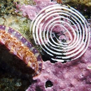 Lined chiton and nudibranch eggs