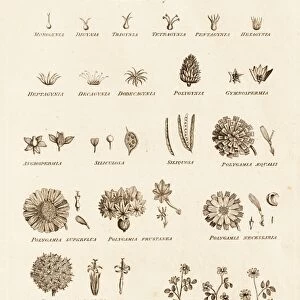 Linnean System of Flowers C017 / 3434