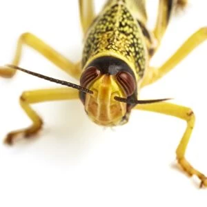 Locust F007 / 6546