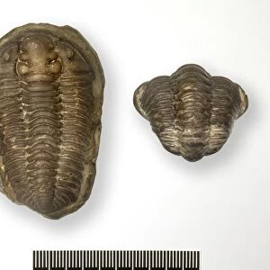 Locust trilobite fossils C016 / 5993