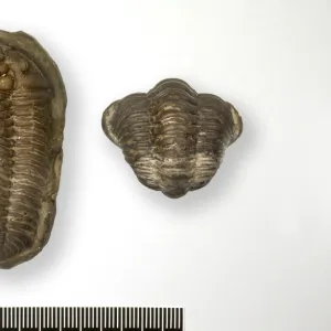 Locust trilobite fossils C016 / 5993