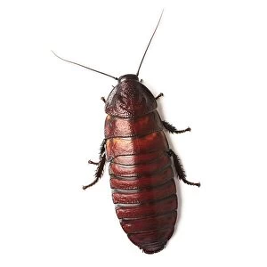 Cockroaches Collection: Brown Cockroach