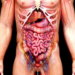 Male anatomy, artwork F008 / 0907