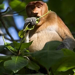 Male proboscis monkey, Borneo C013 / 4790