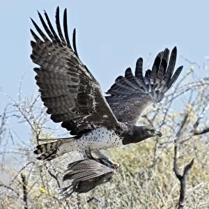 Martial Eagle in flight with prey