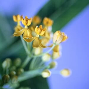 Milkweed (Asclepias sp. )