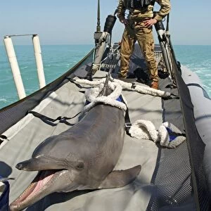 US Navy bottlenose dolphin