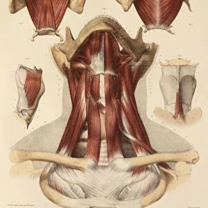 Neck muscle anatomy, 1831 artwork