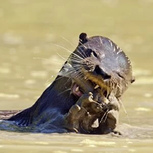 Neotropical river otter eating a fish C013 / 9812