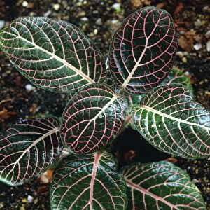 Nerve plant (Fittonia verschaffeltia )
