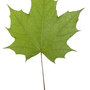 Norway maple (Acer platanoides) leaf C014 / 0726