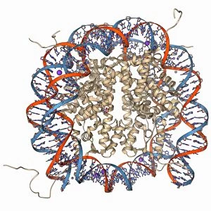 Nucleosome molecule F006 / 9314