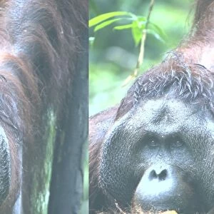 Orangutan, mature male C013 / 4597