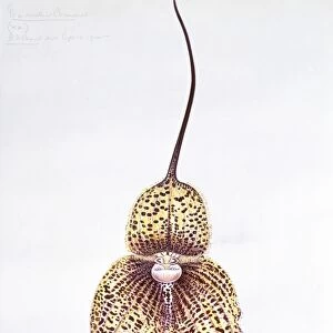 Orchid (Masdevallia chimaera), artwork C016 / 5537