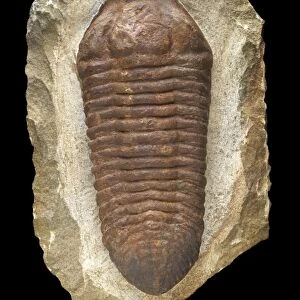 Ordovician trilobite