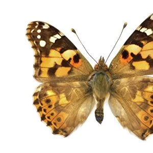 Painted lady butterfly C016 / 2299