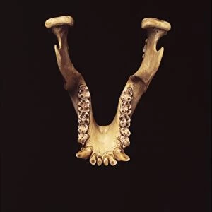 Paranthropus robustus jaw bone C013 / 6558