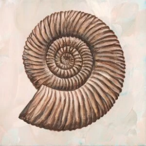 Perisphinctes ammonite, artwork