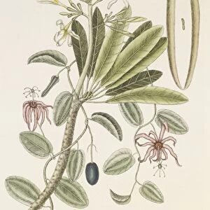 Plumeria plant, 18th century C016 / 5506